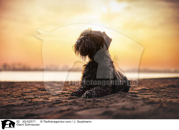 Riesenschnauzer / Giant Schnauzer / JQ-02571