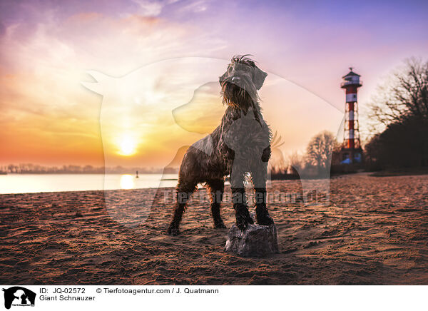 Riesenschnauzer / Giant Schnauzer / JQ-02572