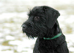 Giant Schnauzer Puppy