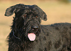 Giant Schnauzer Portrait