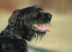 Giant Schnauzer Portrait