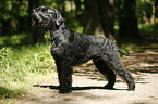 Giant Schnauzer