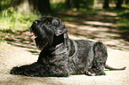 Giant Schnauzer