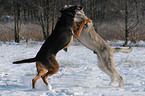 giant schnauzer and mongrel