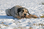 giant schnauzer