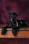 female giant schnauzer