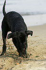 digging Giant Schnauzer