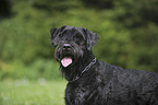 Giant Schnauzer Portrait