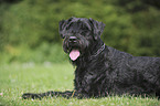 Giant Schnauzer