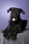 lying Giant Schnauzer