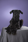 lying Giant Schnauzer