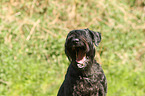 yawning Giant Schnauzer