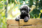 Riesenschnauzer Puppy in the Box