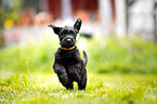 running Riesenschnauzer Puppy