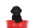 Giant Schnauzer Puppy in a bucket