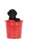 Giant Schnauzer Puppy in a bucket