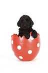 Giant Schnauzer Puppy in a easter egg