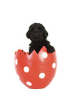 Giant Schnauzer Puppy in a easter egg