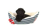 Giant Schnauzer Puppy in a boat
