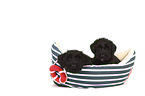 Giant Schnauzer Puppies in a boat