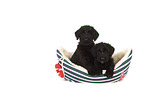 Giant Schnauzer Puppies in a boat