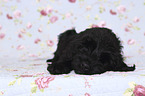 lying Giant Schnauzer