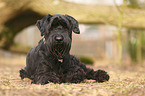 lying Giant Schnauzer