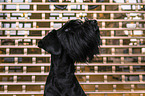 Giant Schnauzer Portrait