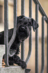 lying Giant Schnauzer