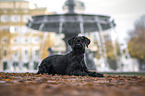 lying Giant Schnauzer