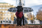 lGiant Schnauzer