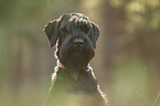 Giant Schnauzer Portrait