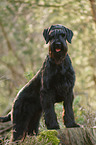Giant Schnauzer