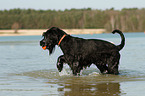 playing Giant Schnauzer