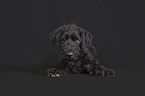 young Giant Schnauzer