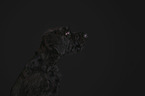 young Giant Schnauzer