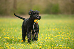 playing Giant Schnauzer