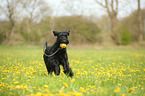 playing Giant Schnauzer