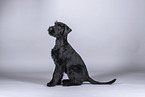 young giant schnauzer in front of grey background