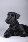 young giant schnauzer in front of grey background