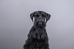 young giant schnauzer in front of grey background