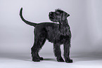 young giant schnauzer in front of grey background