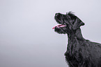 young giant schnauzer in front of grey background