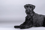 young giant schnauzer in front of grey background