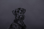 young giant schnauzer in front of black background