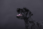 young giant schnauzer in front of black background