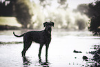 female Giant Schnauzer