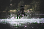 female Giant Schnauzer