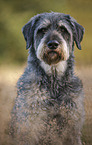 Giant Schnauzer