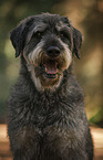 Giant Schnauzer